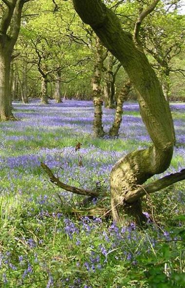 Tree trunk surrounded by bluebells at Wytham Woods