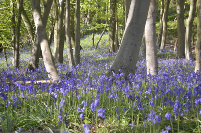 wytham woods